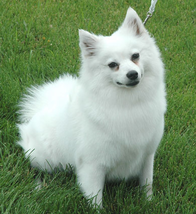 Eskimo Dog Mix