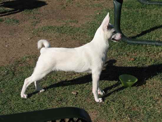 Eskimo Dog Mix