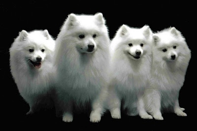 Eskimo Dog Pictures