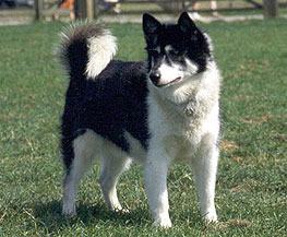 Eskimo Dog Pictures