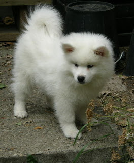 Eskimo Dog Puppy