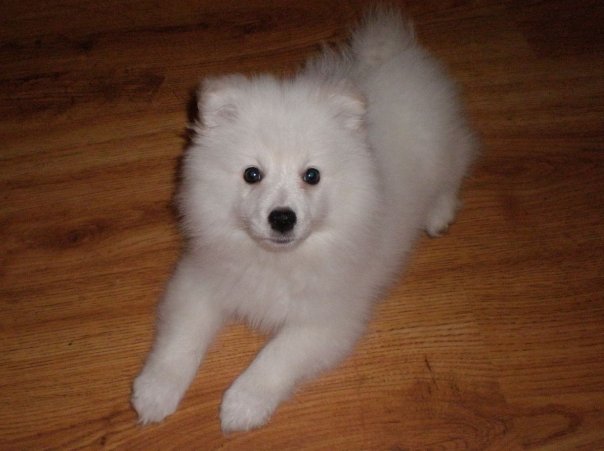 Eskimo Dog Puppy