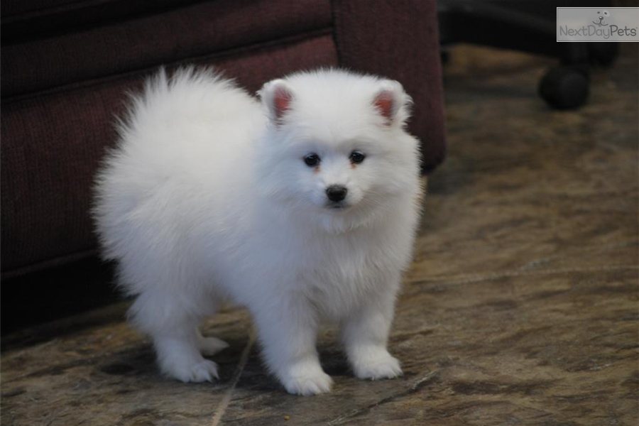 Eskimo Dog Puppy