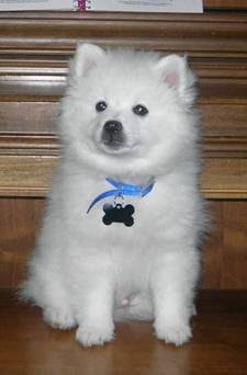 Eskimo Dog Puppy