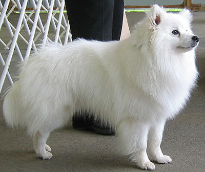 Eskimo Dog Puppy