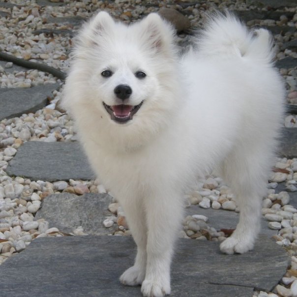 Eskimo Dog Size