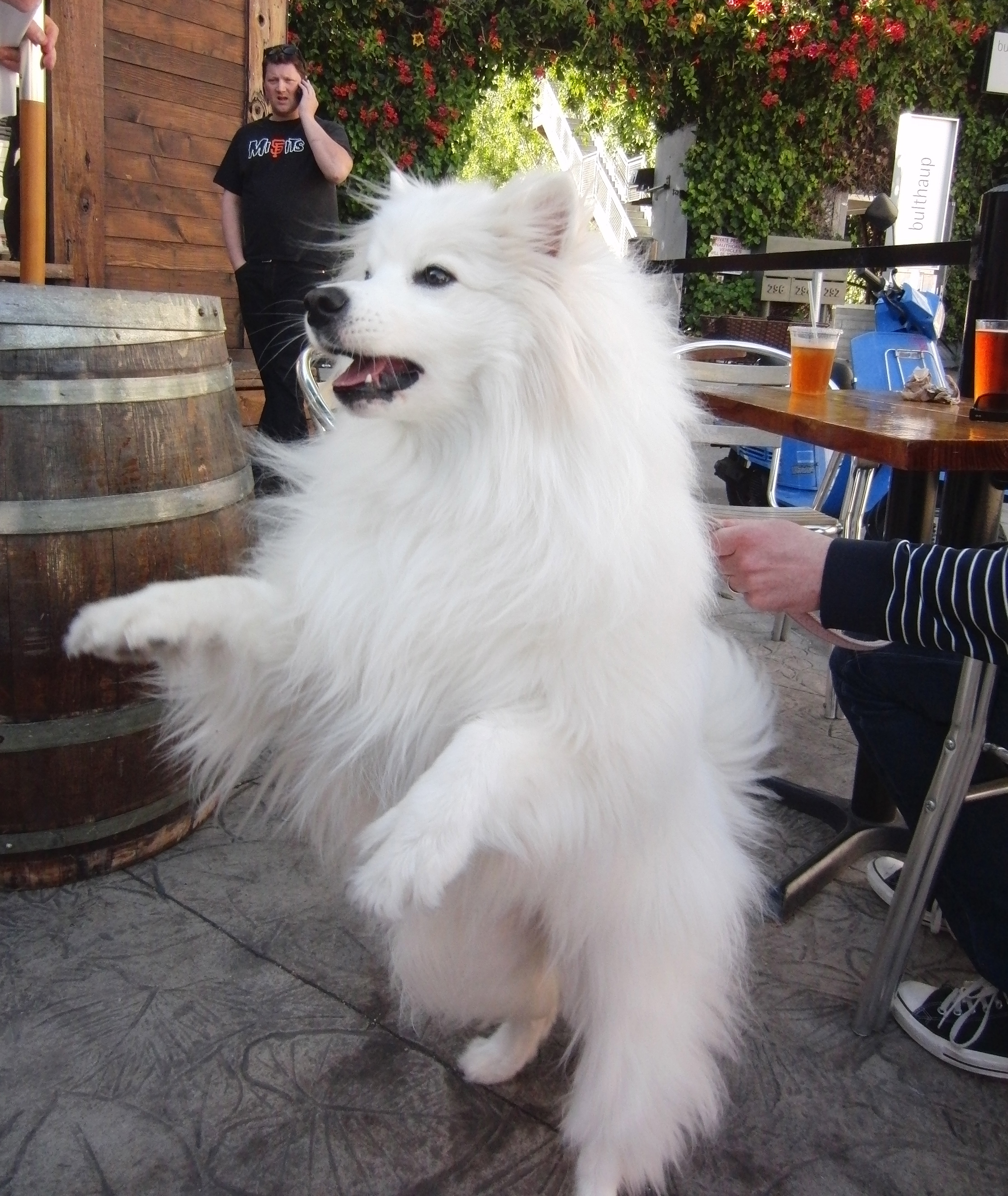 Eskimo Dog Size