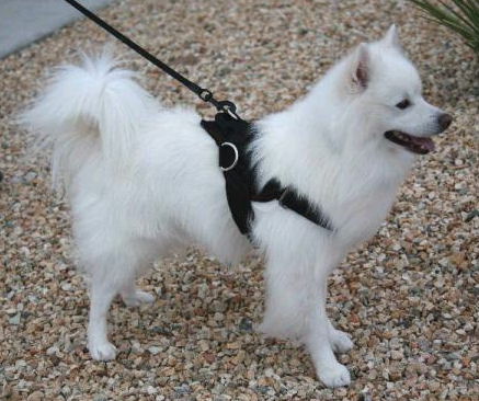 Eskimo Dog Size