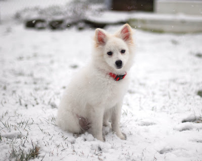 Eskimo Dog Size