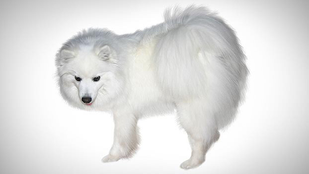 Eskimo Dog Size