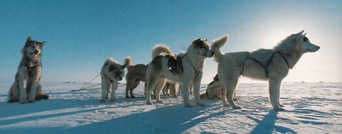 Eskimo Dog Sled