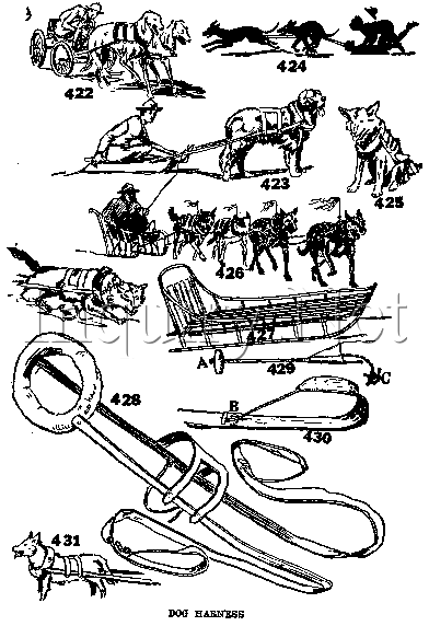 Eskimo Dog Sled