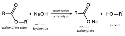 Ester Bond Formation