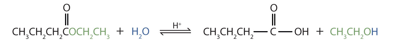 Ester Bond Hydrolysis