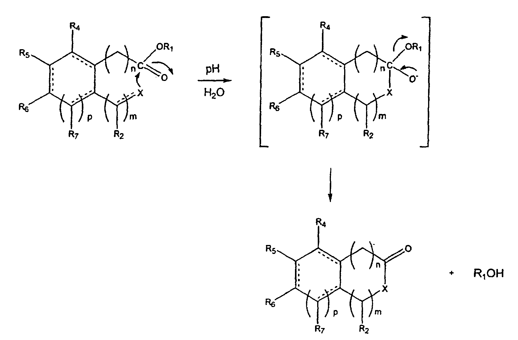 Ester Bond Hydrolysis