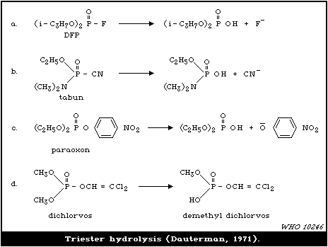 Ester Bond Hydrolysis