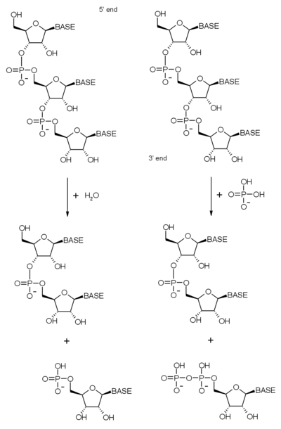 Ester Bond Hydrolysis