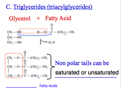 Ester Bond In Lipids