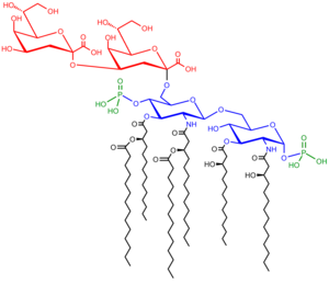 Ester Bond In Lipids