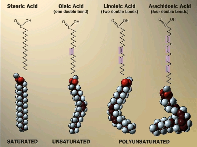 Ester Bond In Lipids