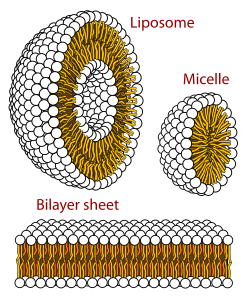 Ester Bond In Lipids