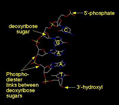 Ester Bonds In Dna