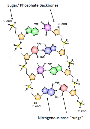 Ester Bonds In Dna