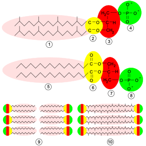 Ester Bonds In Dna