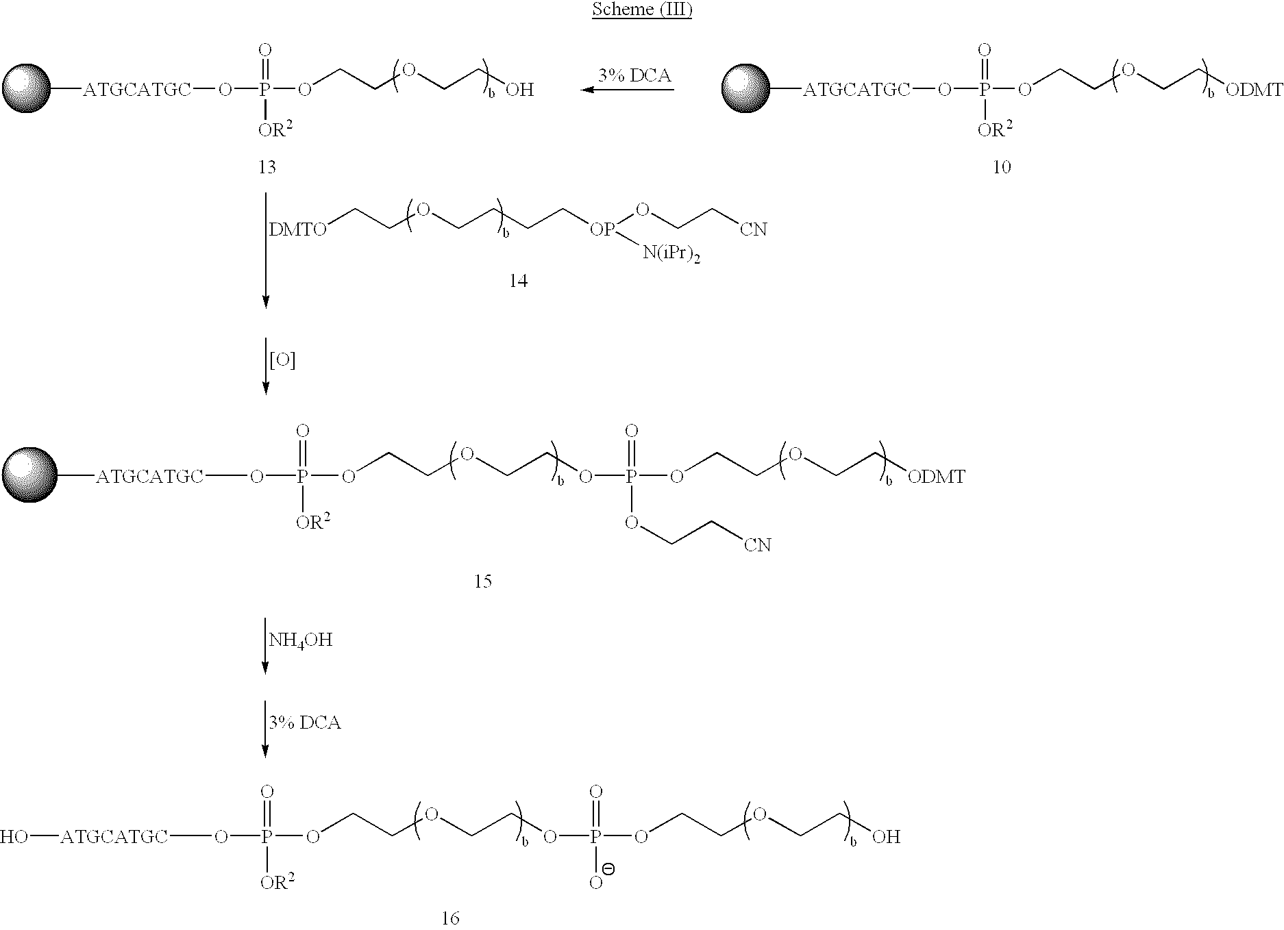 Ester Bonds In Dna