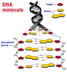 Ester Bonds In Dna