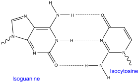 Ester Bonds In Dna