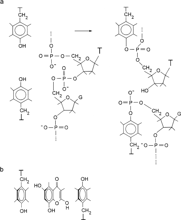 Ester Bonds In Dna