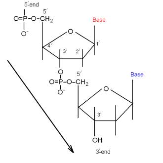 Ester Bonds In Dna