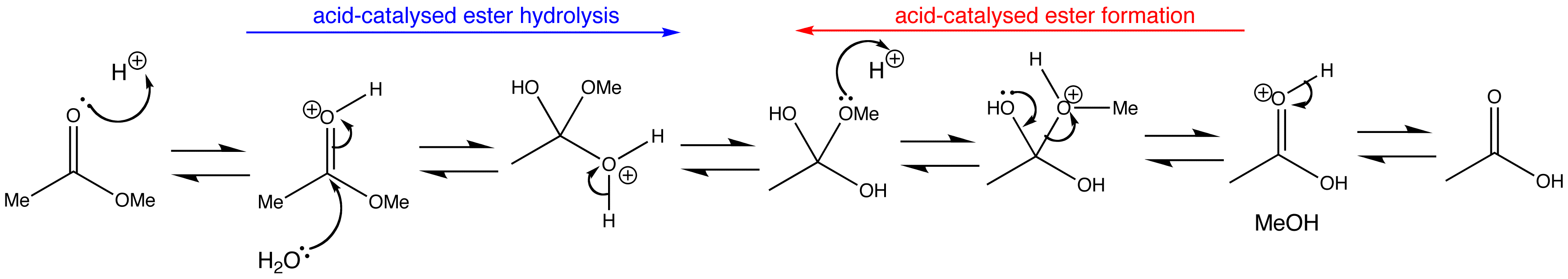 Esterification Mechanism Carboxylic Acid Alcohol