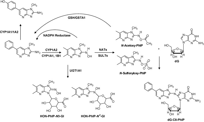 Esterification Reaction Lab