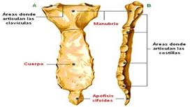 Esternon Anatomia