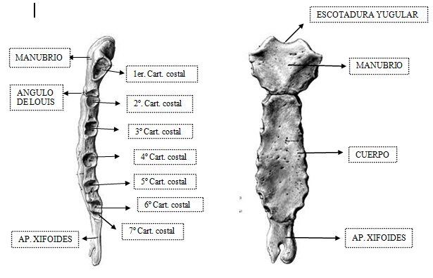 Esternon Anatomia