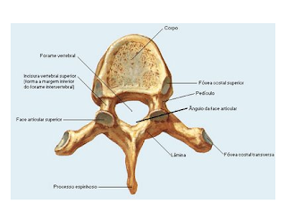 Esternon Anatomia