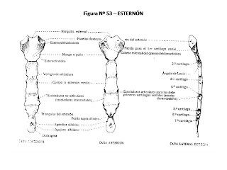 Esternon Anatomia