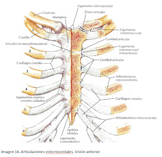 Esternon Anatomia