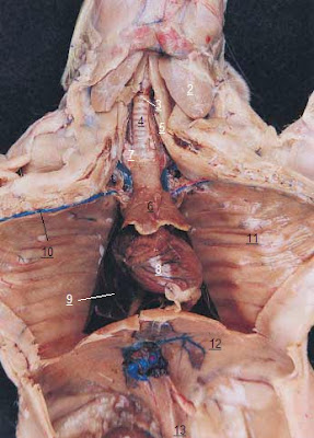 Esternon Anatomia