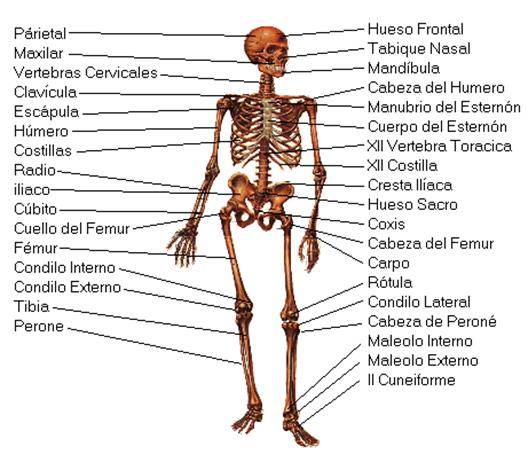 Esternon Dolor