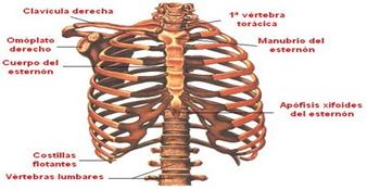 Esternon Dolor