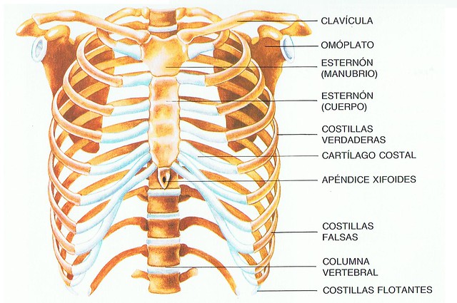 Esternon Humano