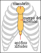 Esternon Humano