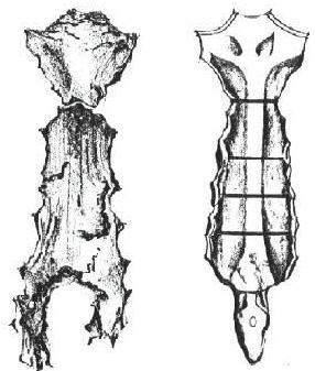 Esternon Humano