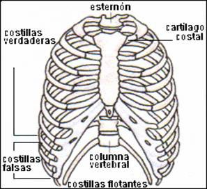 Esternon Imagenes