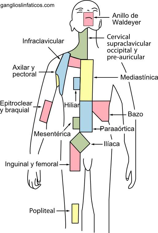 Esternon Inflamado