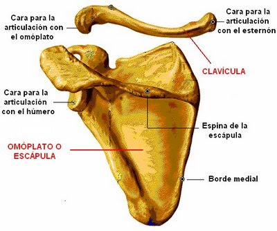 Esternon Y Sus Partes