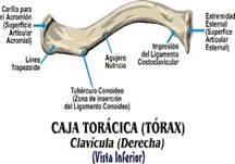 Esternon Y Sus Partes